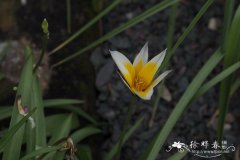 晚郁金香Tulipa tarda