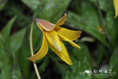美洲猪牙花Erythronium americanum