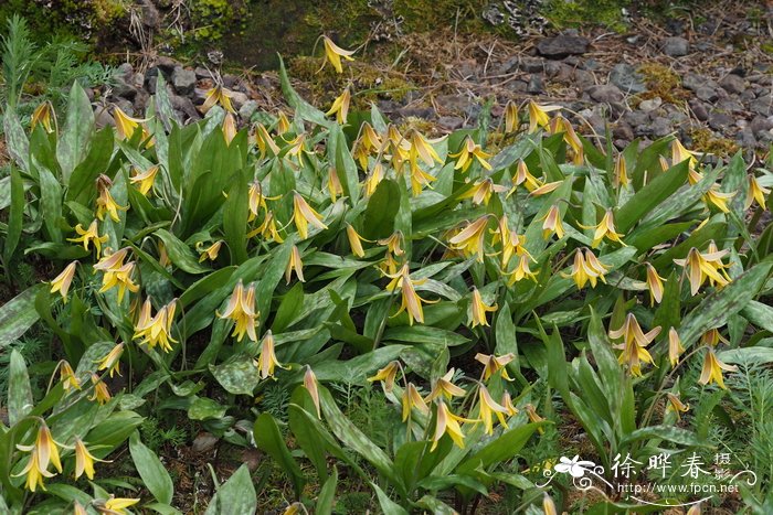 美洲猪牙花Erythronium americanum