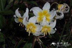 '白花美丽'加利福尼亚猪牙花Erythronium californicum 'White Be