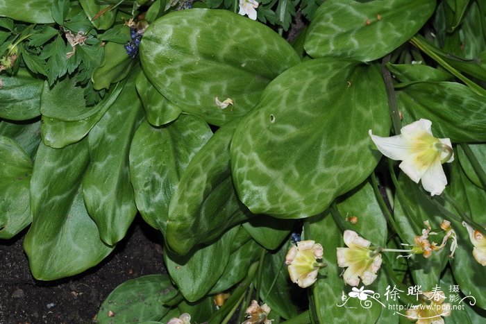 '白花美丽'加利福尼亚猪牙花Erythronium californicum 'White Be