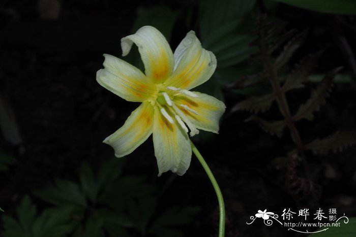 加利福尼亚猪牙花Erythronium californicum