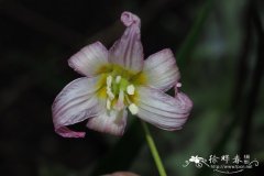 柠檬绿猪牙花Erythronium citrinum