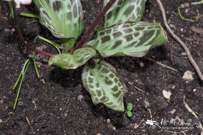 柠檬绿猪牙花Erythronium citrinum