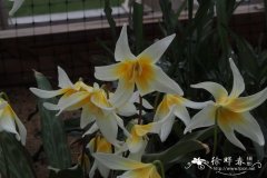 海伦猪牙花Erythronium helenae