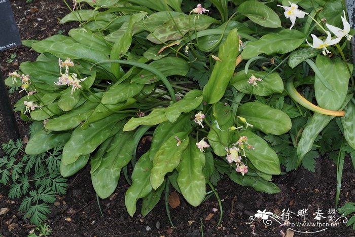海伦猪牙花Erythronium helenae