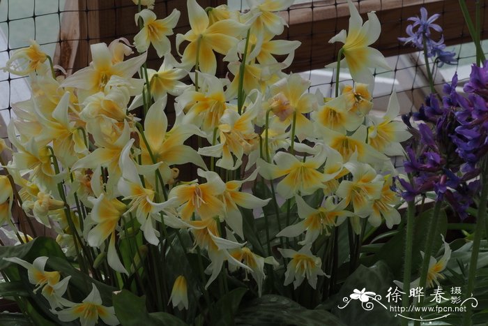 多花猪牙花Erythronium multiscapideum