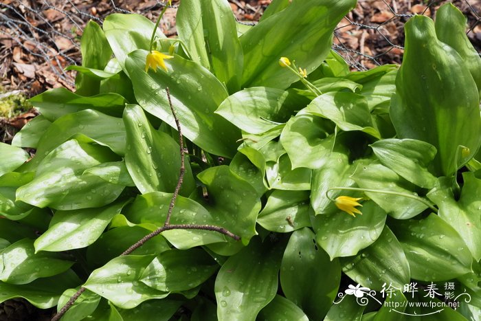 黄花猪牙花Erythronium tuolumnense