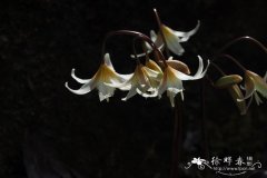 俄勒冈猪牙花Erythronium oregonum