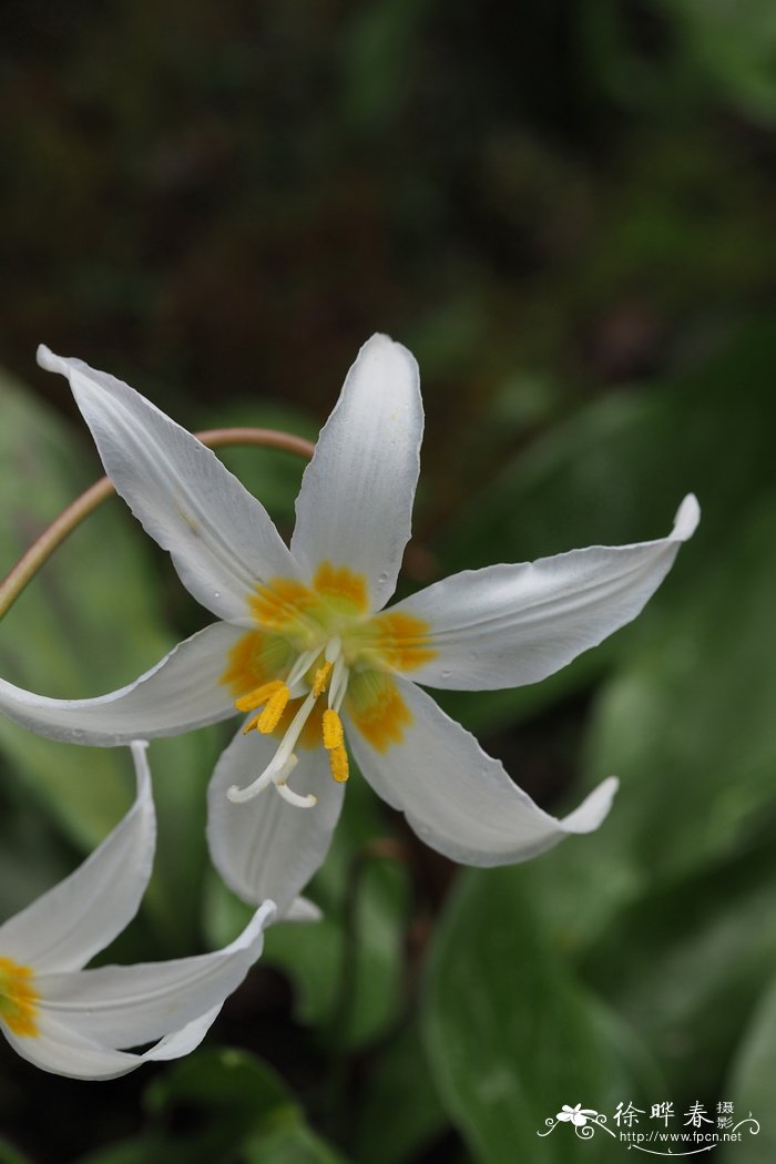 俄勒冈猪牙花Erythronium oregonum