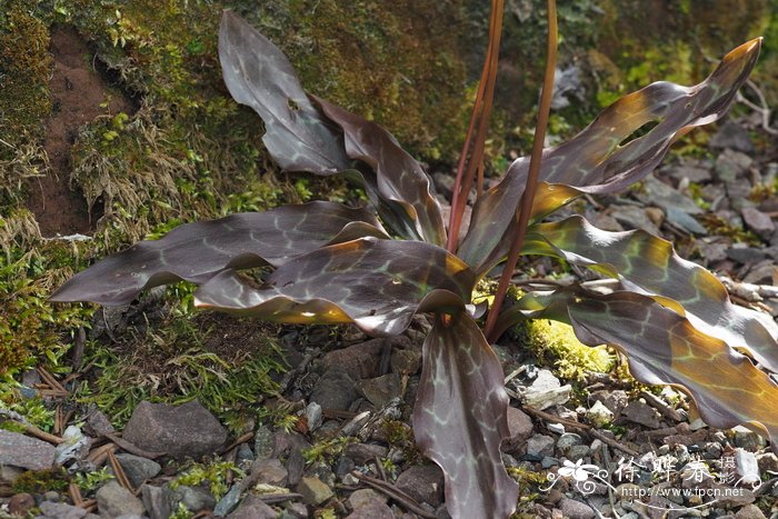 俄勒冈猪牙花Erythronium oregonum