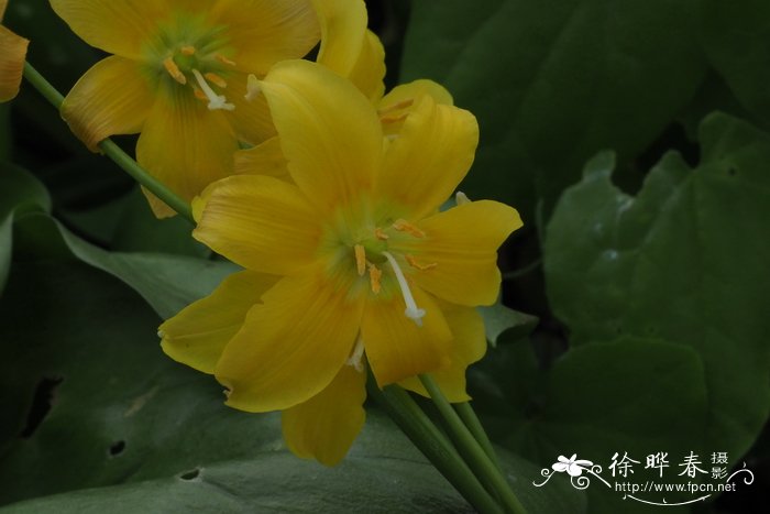 '宝塔'猪牙花Erythronium 'Pagoda'