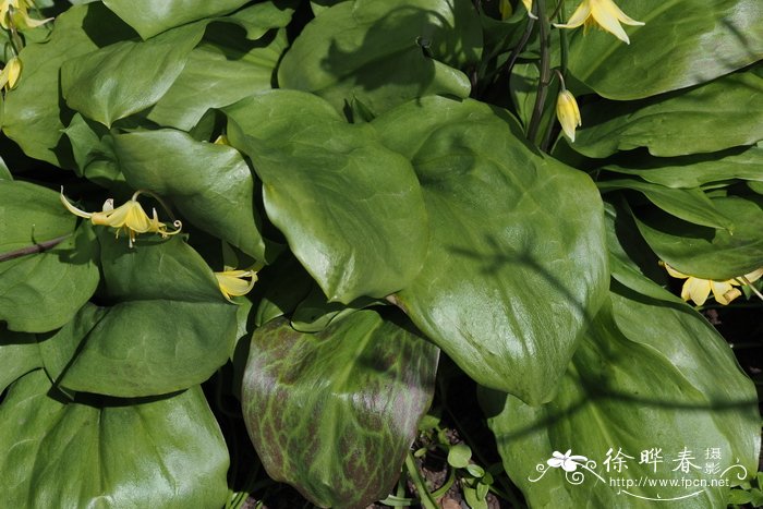 '宝塔'猪牙花Erythronium 'Pagoda'