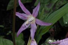 卷瓣猪牙花Erythronium revolutum