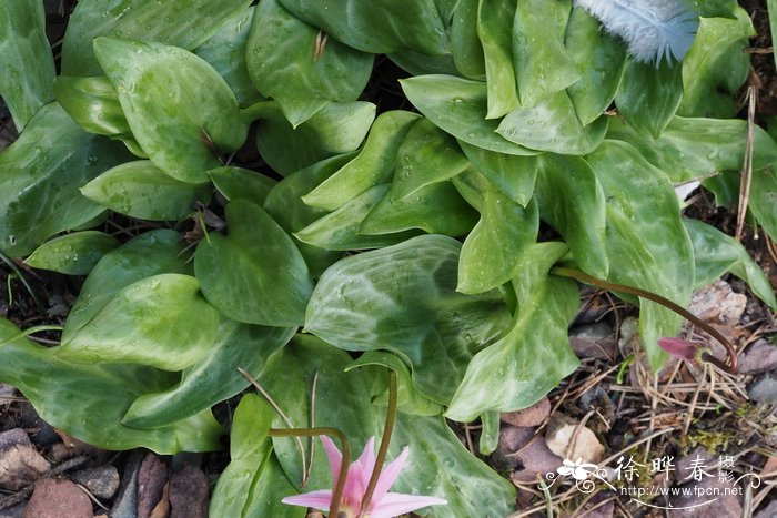 卷瓣猪牙花Erythronium revolutum