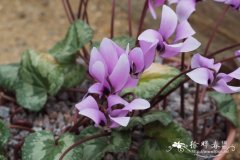 假伊比利亚仙客来Cyclamen pseudibericum