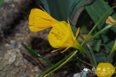 美丽黄裙水仙Narcissus bulbocodium var. conspicuus