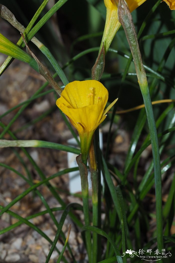 美丽黄裙水仙Narcissus bulbocodium var. conspicuus