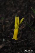 反瓣水仙Narcissus cyclamineus