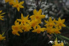费尔南德斯水仙Narcissus jonquilla subsp. fernandesii