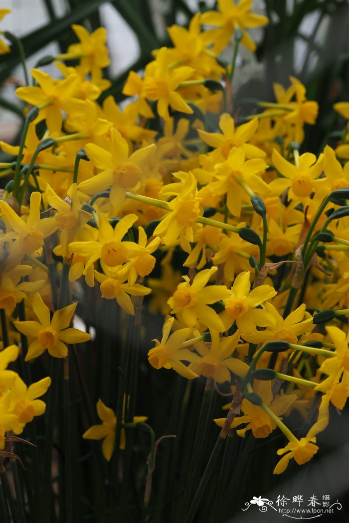 费尔南德斯水仙Narcissus jonquilla subsp. fernandesii