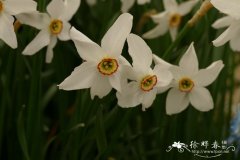 下弯水仙Narcissus poeticus var. recurvus