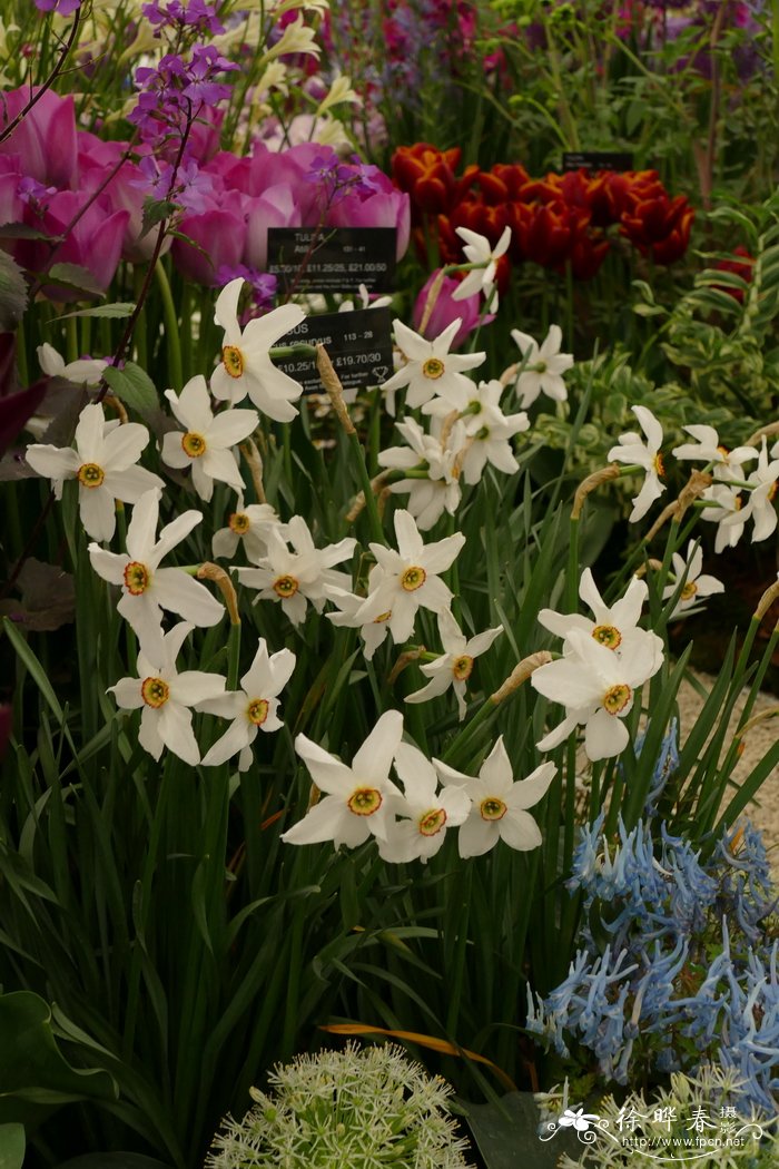 下弯水仙Narcissus poeticus var. recurvus