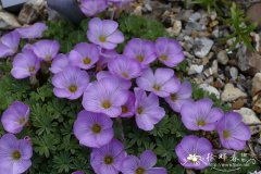 ‘碧翠丝安德森’酢浆草Oxalis ‘Beatrice Anderson’