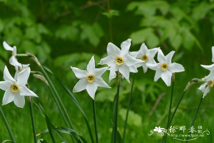 红口水仙Narcissus poeticus