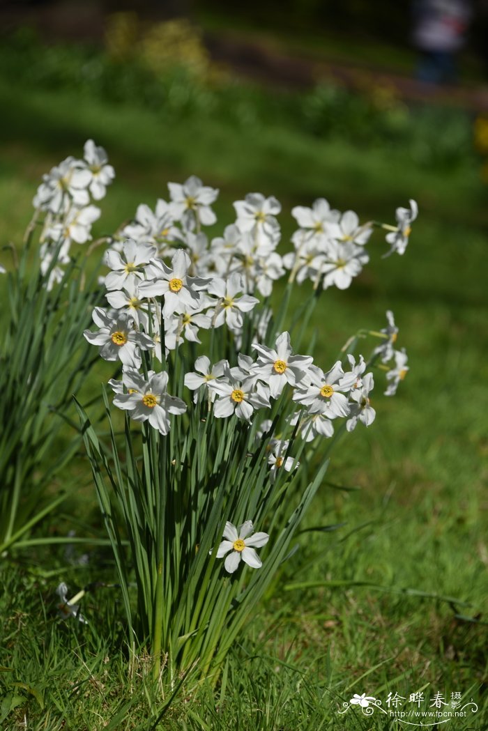 红口水仙Narcissus poeticus