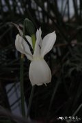 灰白洋水仙Narcissus triandrus subsp. pallidulus