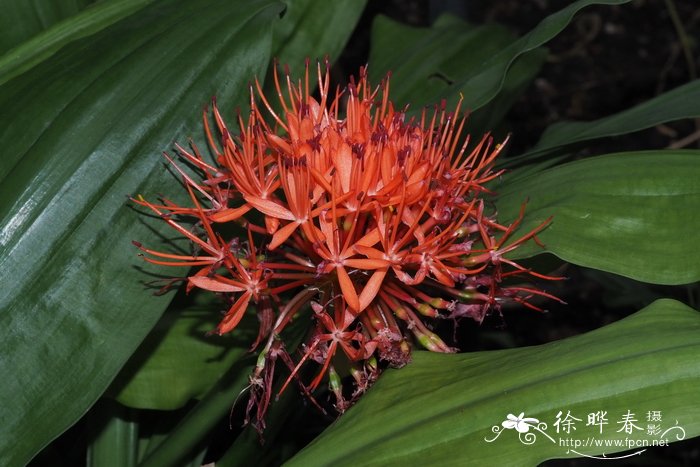 朱红网球花Scadoxus cinnabarinus