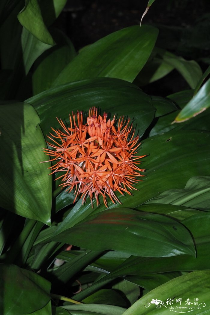 朱红网球花Scadoxus cinnabarinus