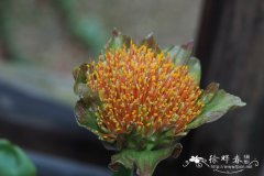 深红网球花Scadoxus puniceus