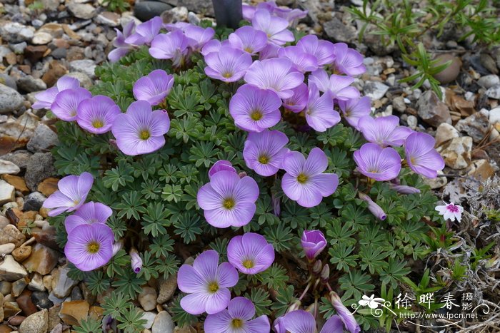 ‘碧翠丝安德森’酢浆草Oxalis ‘Beatrice Anderson’