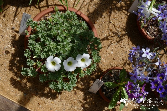 ‘谢菲尔德天鹅’九叶酢浆草Oxalis enneaphylla 'Sheffleld Swan