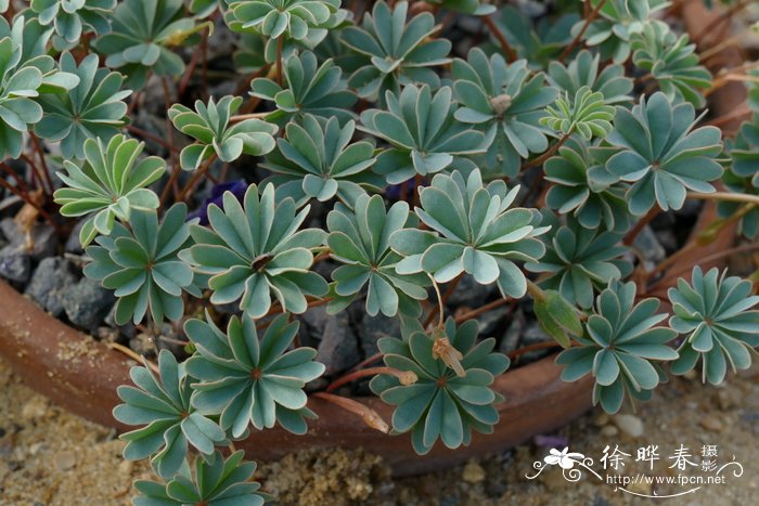 伊巴尔酢浆草Oxalis enneaphylla subsp. ibari