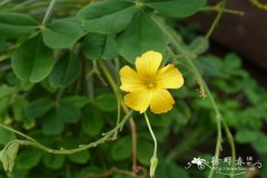 棒茎酢浆草Oxalis herrerae