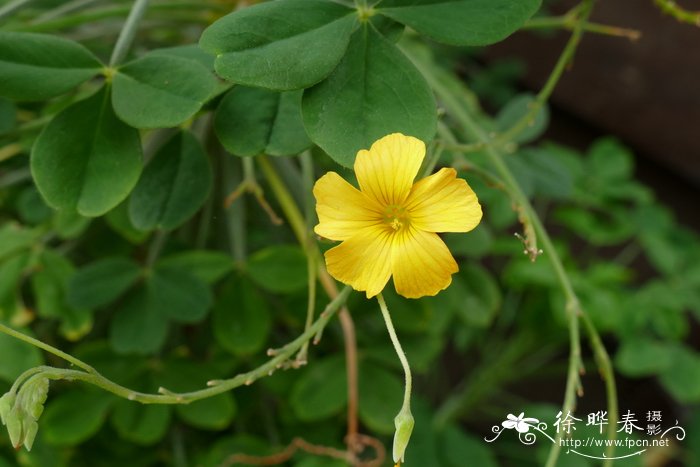 棒茎酢浆草Oxalis herrerae