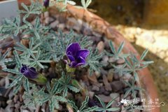 '七铃'条叶酢浆草Oxalis laciniata 'Seven Bells'