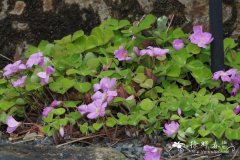 俄勒冈酢浆草 Oxalis oregana