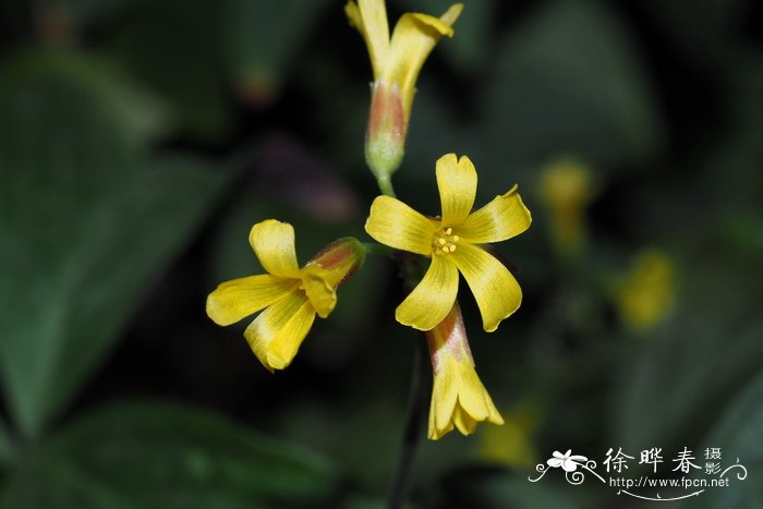 奥特杰西酢浆草 Oxalis ortgiesii