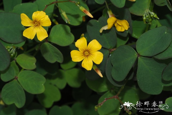 硫化酢浆草Oxalis spiralis subsp. vulcanicola