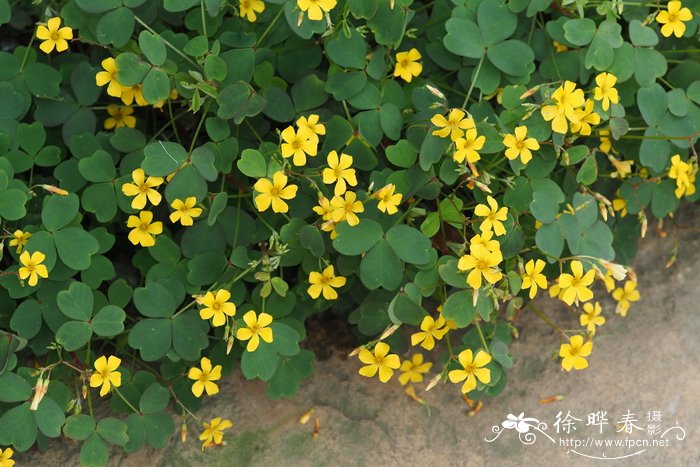 硫化酢浆草Oxalis spiralis subsp. vulcanicola