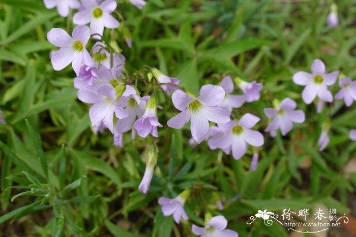 叉叶酢浆草Oxalis stipularis