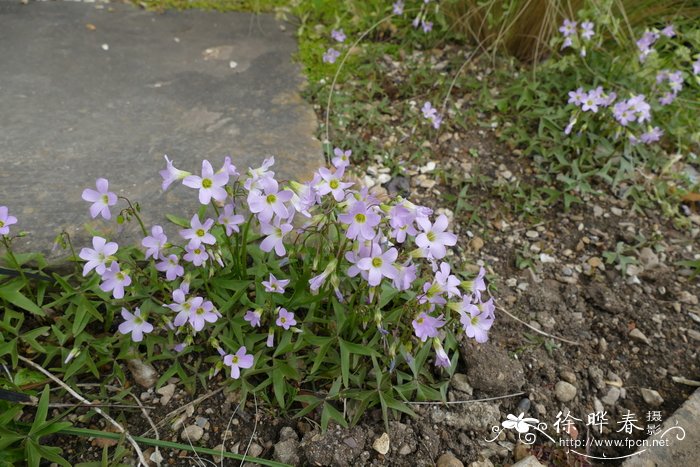 叉叶酢浆草Oxalis stipularis