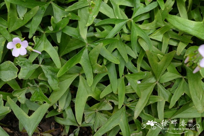 叉叶酢浆草Oxalis stipularis