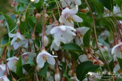 粉色风铃野茉莉Styrax japonica ‘Pink Chimes’