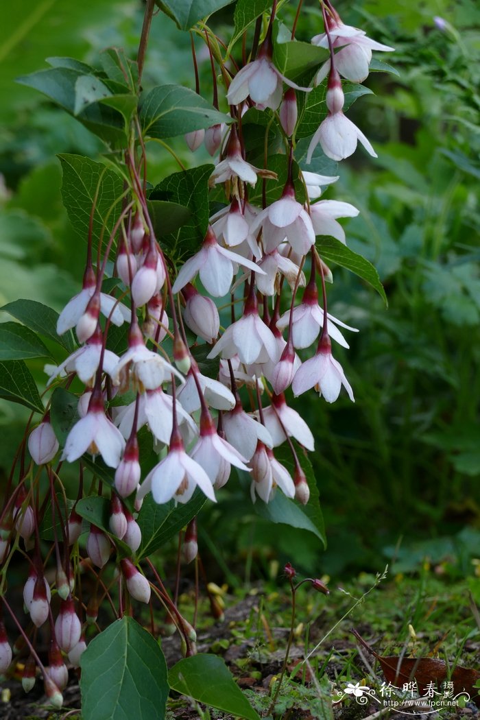 粉色风铃野茉莉Styrax japonica ‘Pink Chimes’