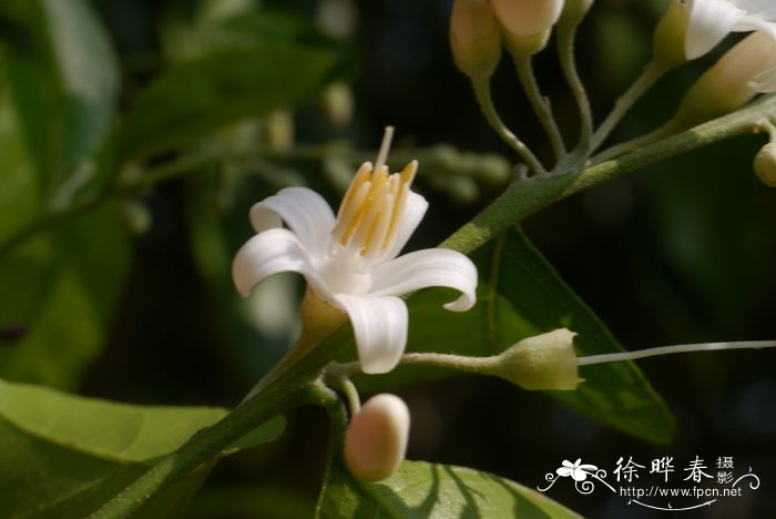 喙果安息香Styrax agrestis